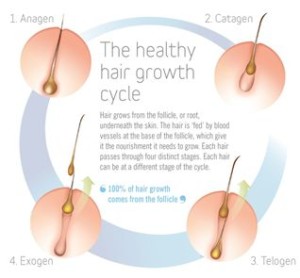 Cycle of healthy hair growth